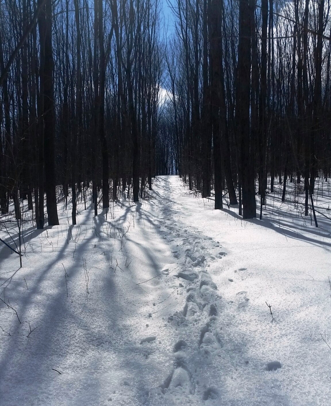 Snowshoe tracks on the snow lead the way on this Walnut Mountain trail.